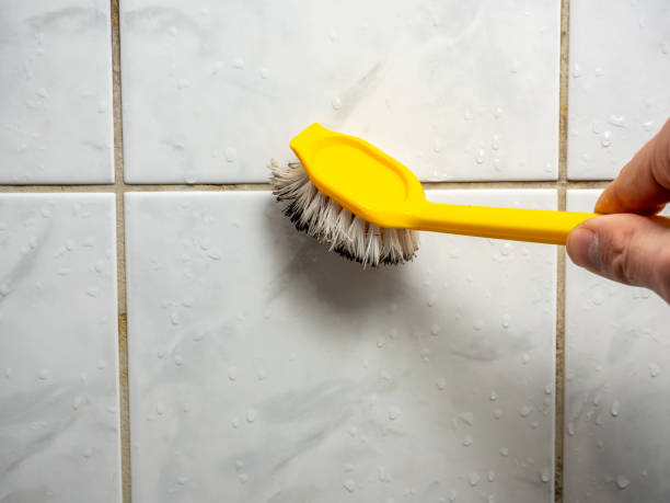 Best Mold Removal Company Near Me  in , MO