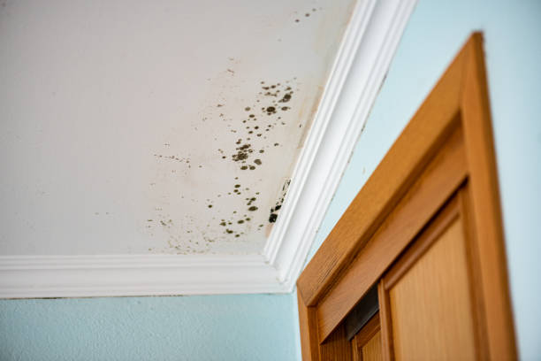 Best Residential Mold Removal  in , MO