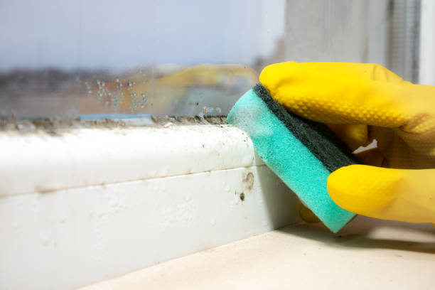 Best Toxic Mold Removal  in , MO