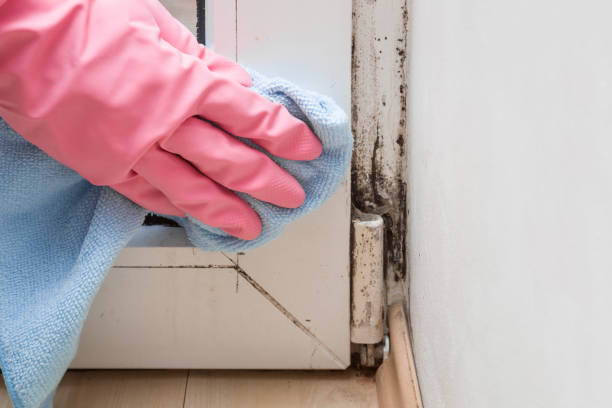 Best Local Mold Removal Service  in , MO
