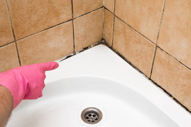 Best Office Mold Removal Services  in , MO